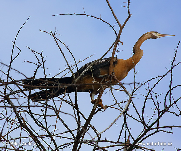 Anhinga africà