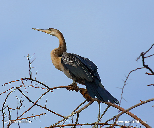 Anhinga d'Afrique