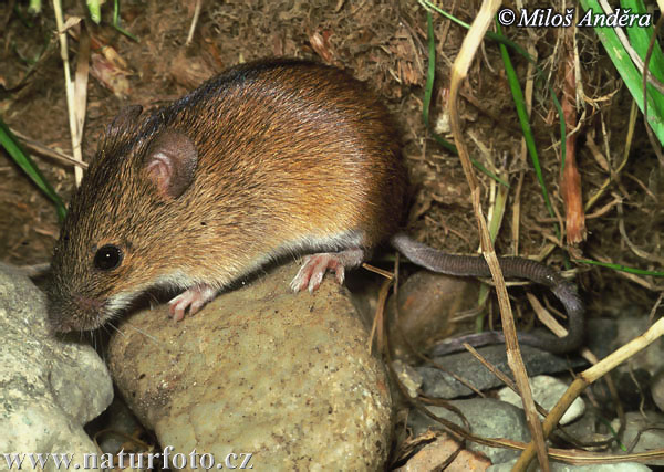 Apodemus agrarius