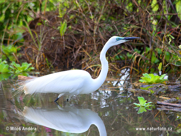 Ardea alba