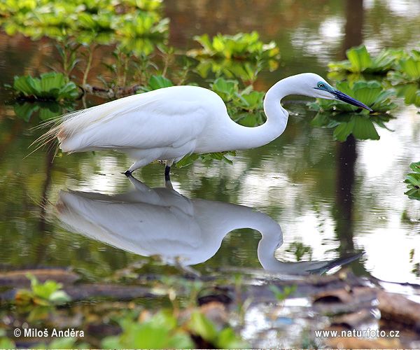 Ardea alba