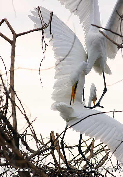 Ardea alba