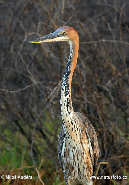 Ardea goliath