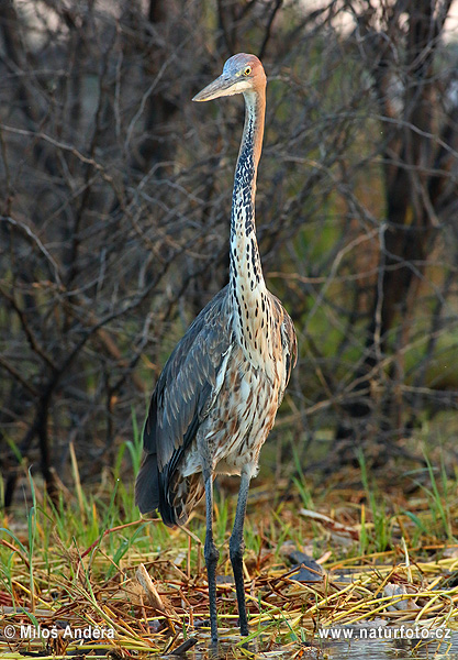 Ardea goliath