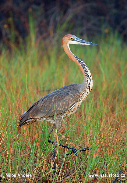 Ardea goliath