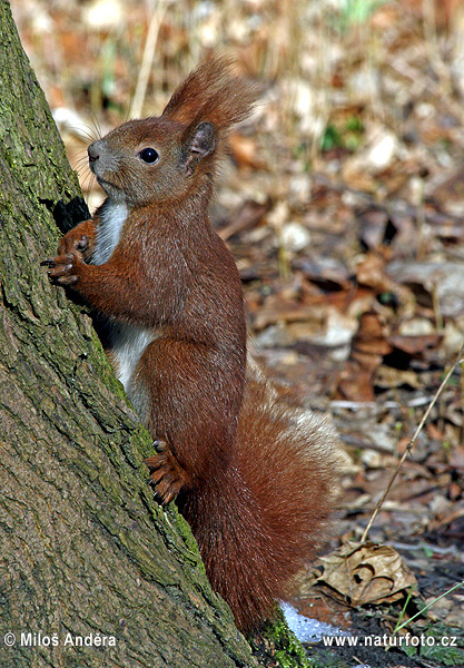 Ardilla roja