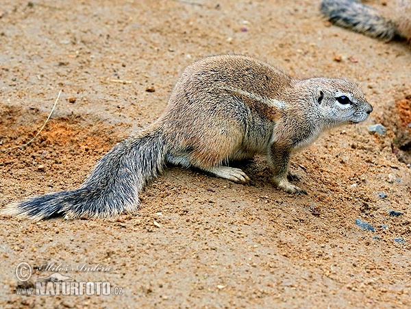 Ardilla terrestre de El Cabo