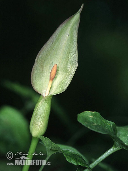 Arum maculatum