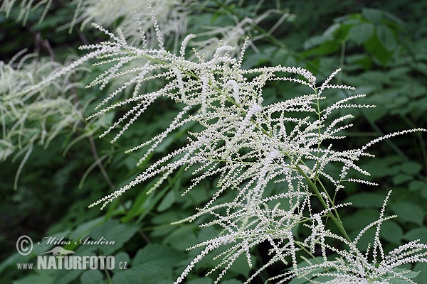 Aruncus vulgaris