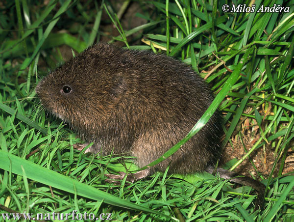 arvicola acquatica europea