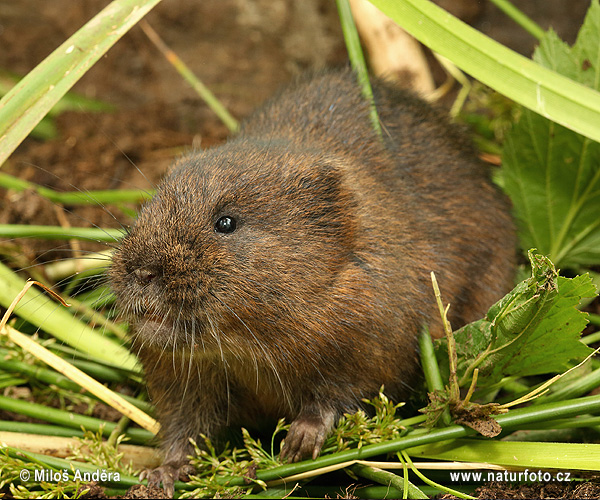 Arvicola amphibius