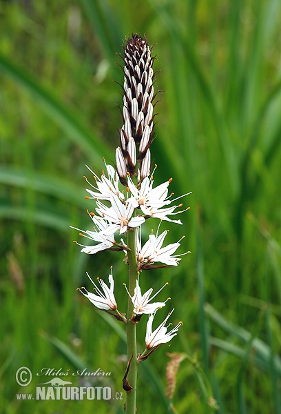 Asphodelus albus