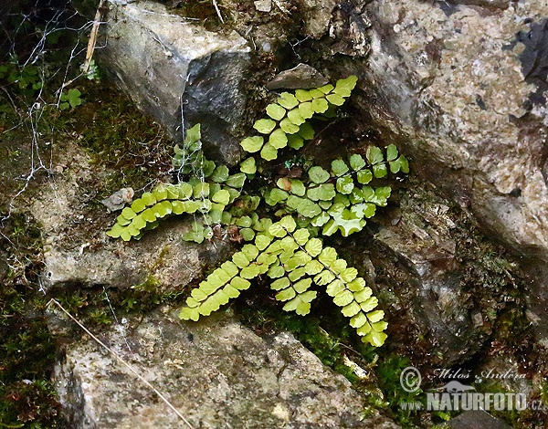 Asplenium trichomanes