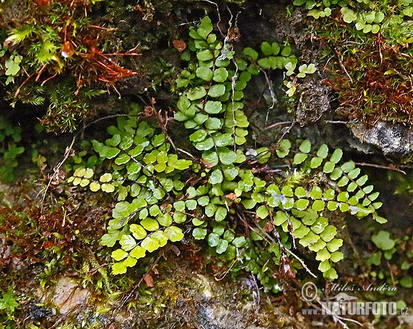 Asplenium trichomanes