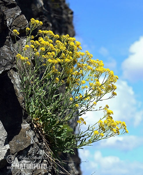 Aurinia saxatilis