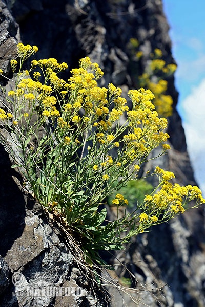 Aurinia saxatilis