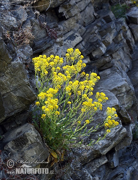 Aurinia saxatilis