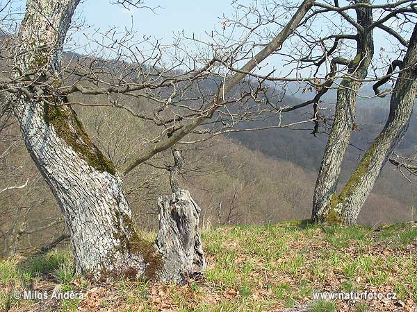 Autriche
