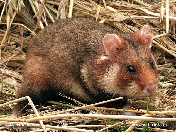 Avrupa hamsteri Cırlak Sıçan