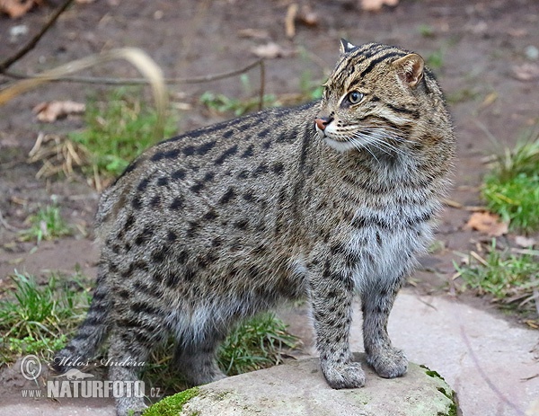 Balıkçı kedi