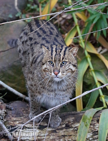 Balıkçı kedi