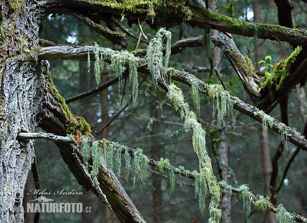 Beard lichen (Usnea sp.)