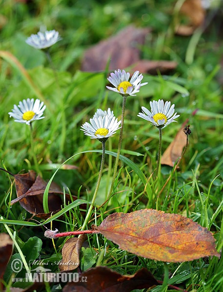 Bellis perennis