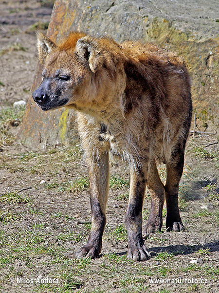 Benekli sırtlan