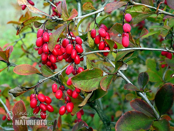 Berberis vulgaris