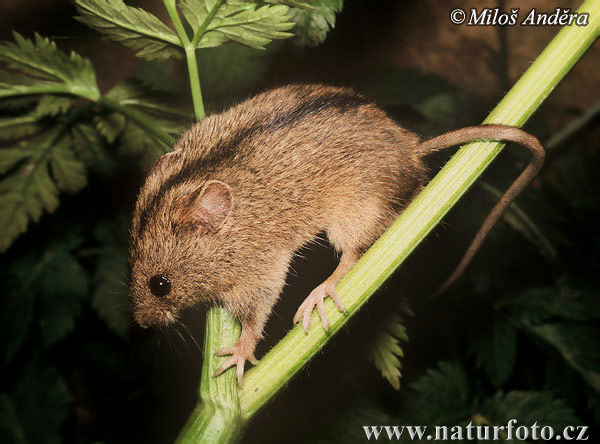 Birch Mouse (Sicista betulina)