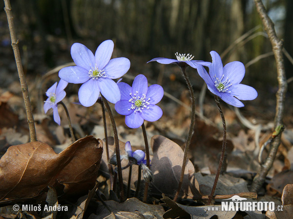 Blå anemone - Leverurt