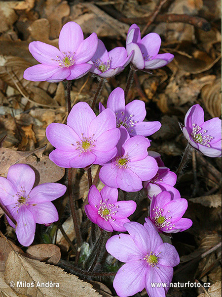 Blå anemone - Leverurt