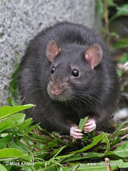 Rattus rattus Pictures, Black rat Images, Nature NaturePhoto