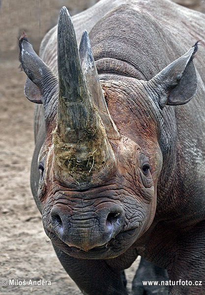 Black rhinoceros or hook-lipped rhinoceros (Diceros bicornis)