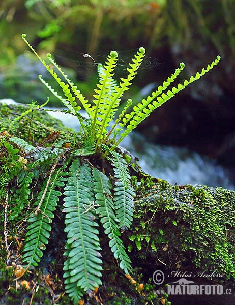 Blechnum spicant