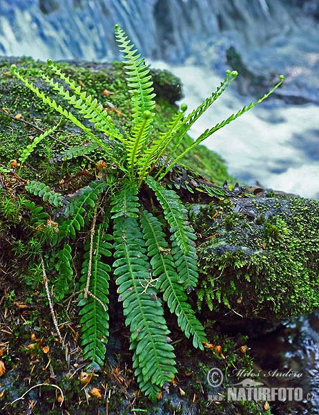 Blechnum spicant