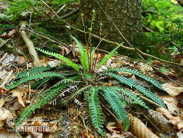 Blechnum spicant