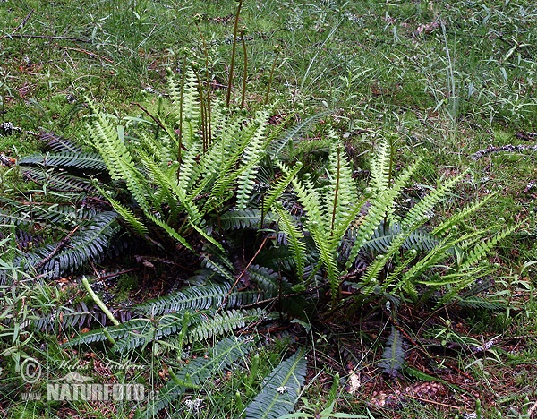 Blechnum spicant