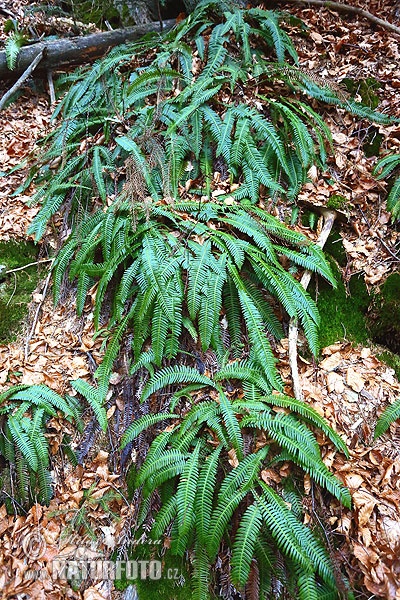 Blechnum spicant