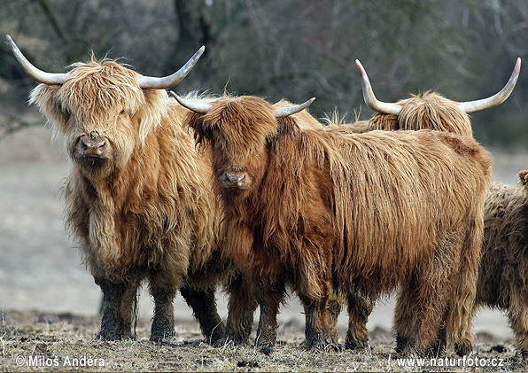 Bos primigenius f. taurus Pictures, Highland Cattle Images, Nature ...
