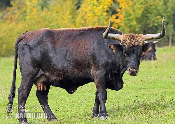 Bos taurus