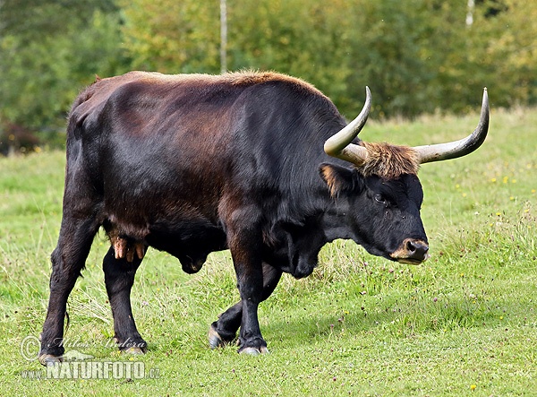 Bos taurus