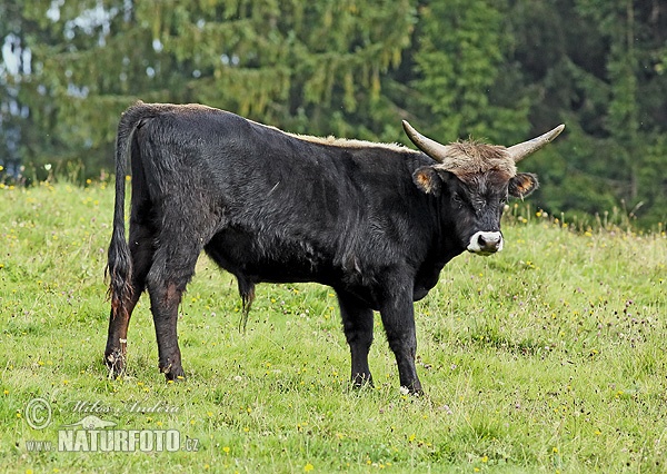 Bos taurus