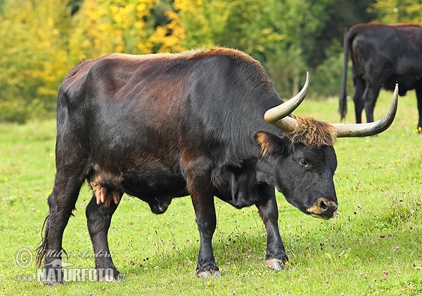 Bos taurus