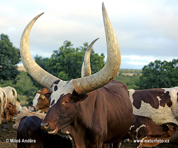 Bos taurus