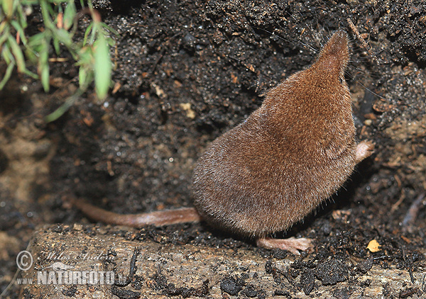 Bosspitsmuis