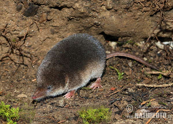 Bosspitsmuis