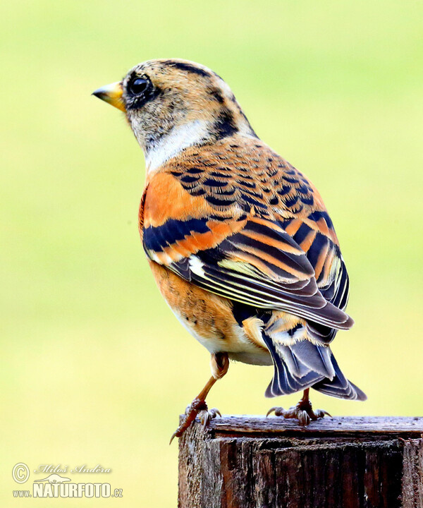 Brambling (Fringilla montifringilla)