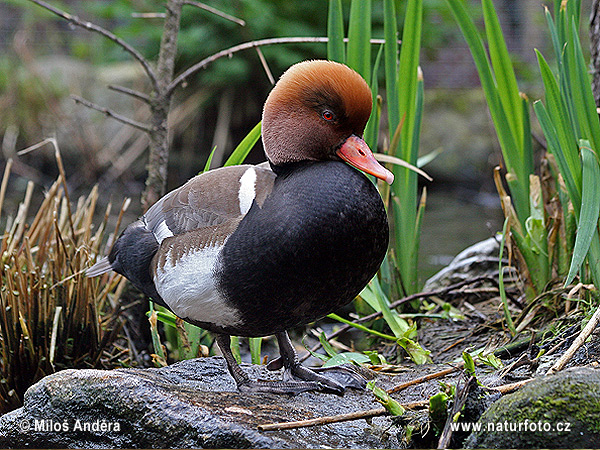 branta roja