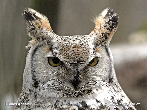 Bubo virginianus